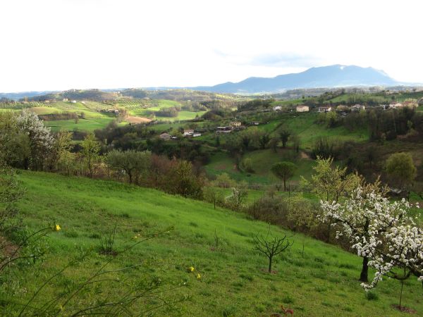 Alberi in fiore